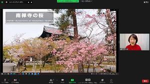 Cherry blossomes of Nanzenji Temple