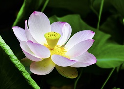 Full-blown lotus flower in late summer