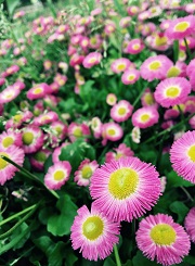 "Daisy Flowers Focus"