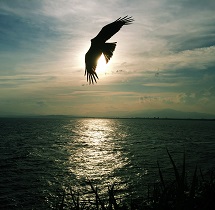 "The black eared Kite: chasing the evening clouds by sunset"