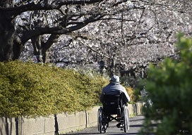 cherry blossoms and person