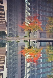 Honorable Mention4「tree reflected in the water」