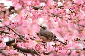 a sparrow with cherry blossom