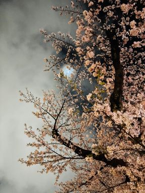 Cherry blossoms and moonlight