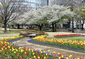 Cherry blossoms and tulips