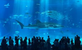 Whale shark