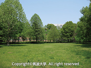筑波大学の校庭（イメージ）