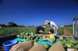 収穫日にて