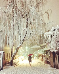東京の雪化粧