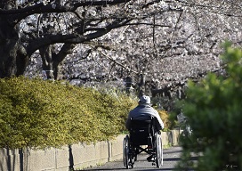 桜と人物