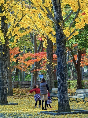 落ち葉と子ども