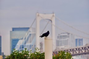 お台場のカラス