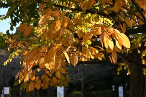 黄色く色付いた葉